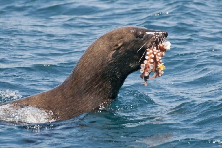 Combo Tour: Marine Wildlife Cruise & Winelands - Practical Details & Tips for Travelers