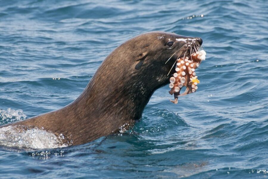 Combo Tour: Marine Wildlife Cruise & Winelands - Practical Details & Tips for Travelers