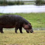 Comfortable day trip to Nyerere NP from Zanzibar by flight - What Travelers Can Expect