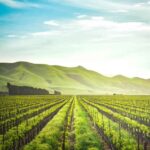 Constantia: A Vintner's Legacy Experience - Transportation and Group Size