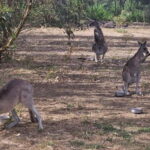 Coonawarra: Caves, Cabernet, & Kangaroos Day Tour & Lunch - Tasting Coonawarra’s Iconic Wines