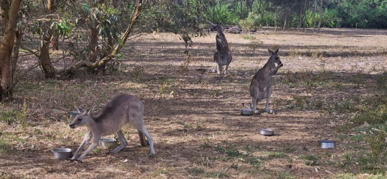 Coonawarra: Caves, Cabernet, & Kangaroos Day Tour & Lunch - Tasting Coonawarra’s Iconic Wines