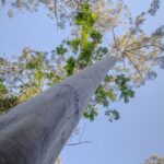 Copeland Tops National Park: Mountain Maid Gold Mine Tour - Final Thoughts
