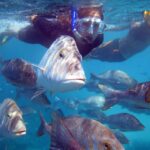 Coral Bay: 2-Hour Coral Viewing and Snorkeling - An Introduction to the Tour
