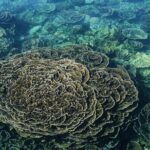 Coral Bay 2-Hour Coral Viewing and Snorkeling - What You Can Expect from the Coral Bay 2-Hour Tour