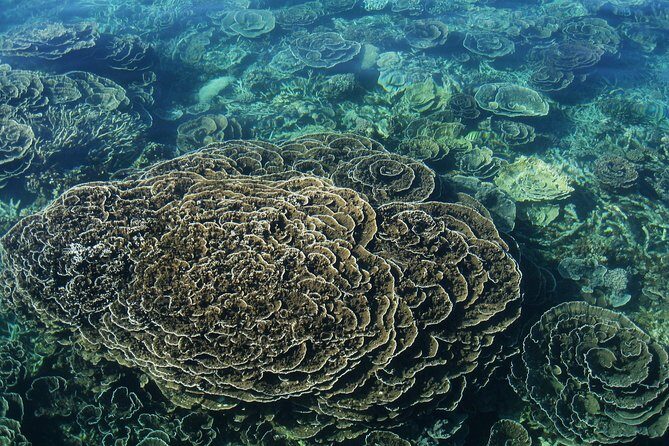 Coral Bay 2-Hour Coral Viewing and Snorkeling - What You Can Expect from the Coral Bay 2-Hour Tour
