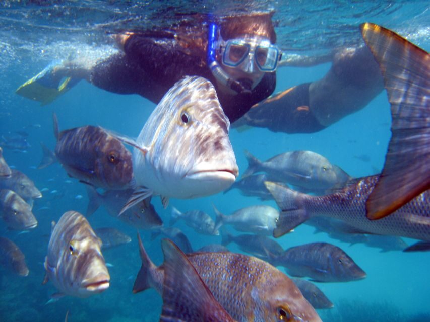 Coral Bay: 2-Hour Coral Viewing and Snorkeling - An Introduction to the Tour
