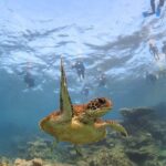 Coral Bay 3-Hour Turtle Ecotour - Who Will Love This Tour?