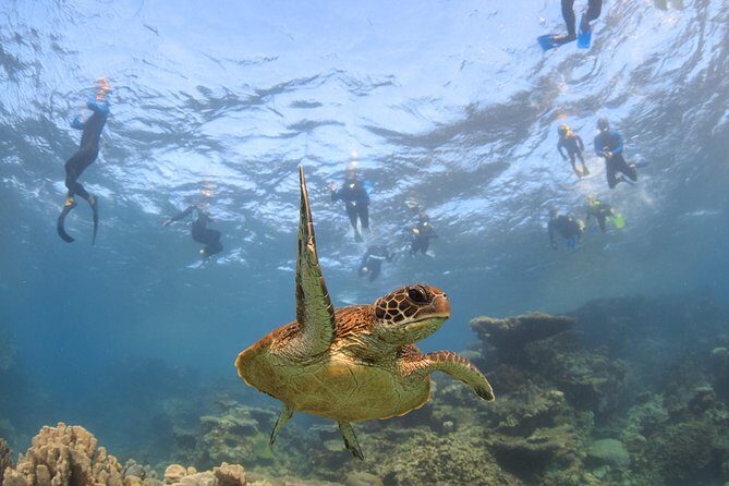 Coral Bay 3-Hour Turtle Ecotour - Who Will Love This Tour?