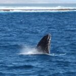 Coral Bay: 3-Hour Whale Watching Experience - What to Expect on the Day