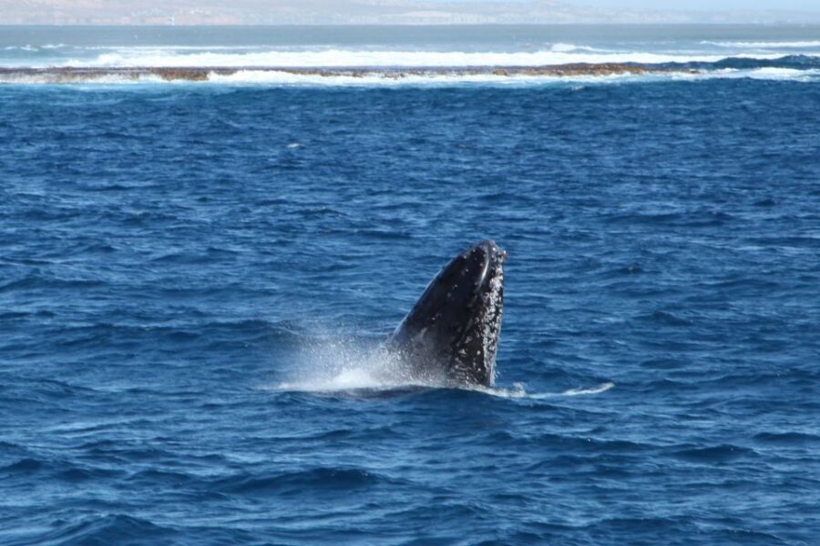 Coral Bay: 3-Hour Whale Watching Experience - What to Expect on the Day