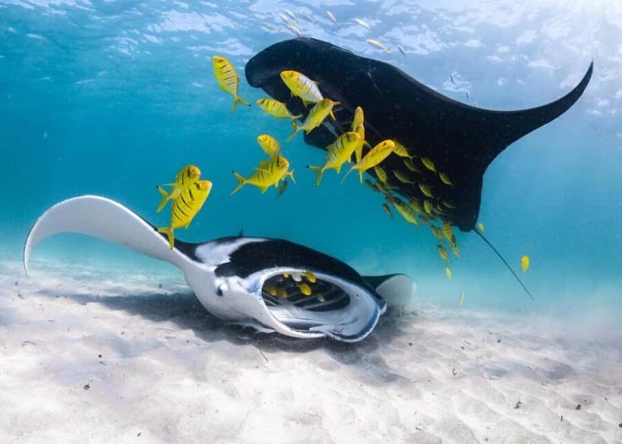 Coral Bay: Half Day Ningaloo Reef Adventure with Manta Rays - The Value of This Experience