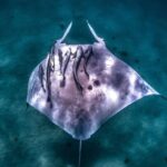 Coral Bay: Marine Eco Safari - Swim With Manta Rays - What’s Included and What’s Not