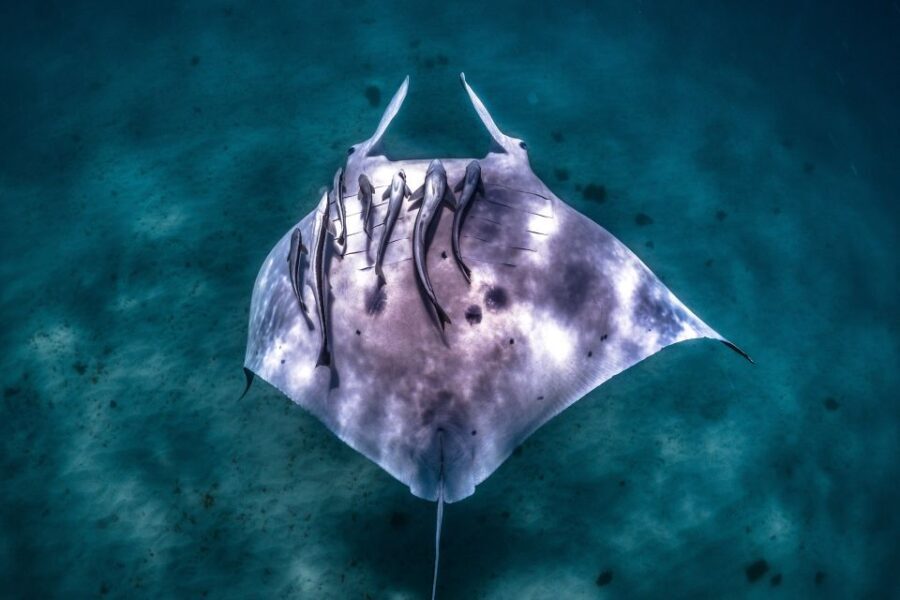 Coral Bay: Marine Eco Safari - Swim With Manta Rays - What’s Included and What’s Not