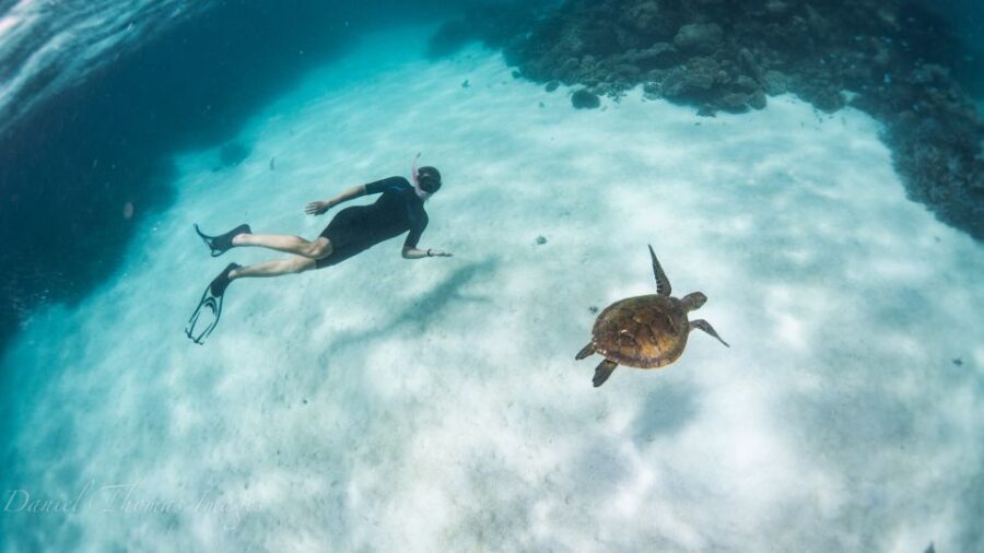 Coral Bay: Ningaloo Reef 3-Hour Turtle Ecotour - What to Expect on the Tour