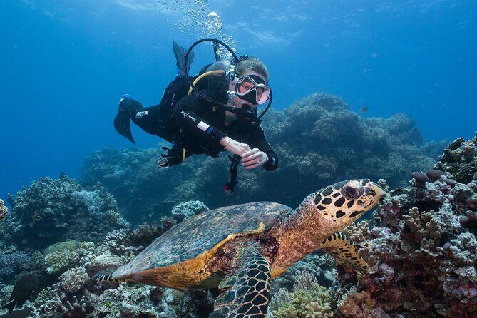 Coral Sea Dreaming Overnight Dive, Snorkel and Sail - Authentic Experiences & Tips from Reviewers