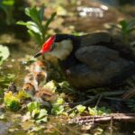 Corroboree Billabong 2.5 hour Lunch Cruise - Who Should Consider Booking?