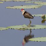 Corroboree Billabong Wetland Cruises - 1.5 hour Morning cruise - Frequently Asked Questions