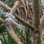 Cousin Curieuse and St Pierre & BBQ Lunch - Cousin Island: Bird and Wildlife Sanctuary