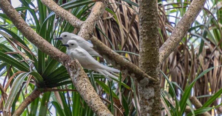 Cousin Curieuse and St Pierre & BBQ Lunch - Cousin Island: Bird and Wildlife Sanctuary