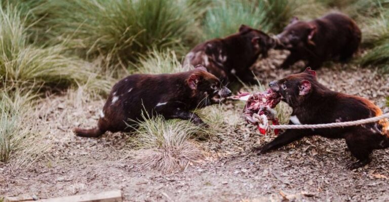 Cradle Mountain: After Dark Tasmanian Devil Feeding Tour - Who Will Love This Tour?
