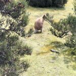 Cradle Mountain Sightseeing Tour from Devonport or Burnie - What to Expect on the Day
