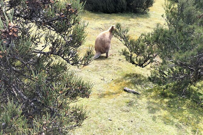 Cradle Mountain Sightseeing Tour from Devonport or Burnie - What to Expect on the Day