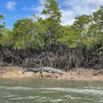 Croc Spotting Jetski Experience in Cairns City - Practical Details and Considerations