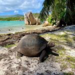 Curieuse and St. Pierre Islands Day Trip with BBQ Lunch - Practical Details That Matter