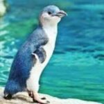 Customizable Private Tour in Christchurch New Zealand - What Makes This Tour Stand Out?