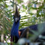Daintree, Cape Tribulation & River Cruise from Port Douglas - What Makes This Tour Stand Out?