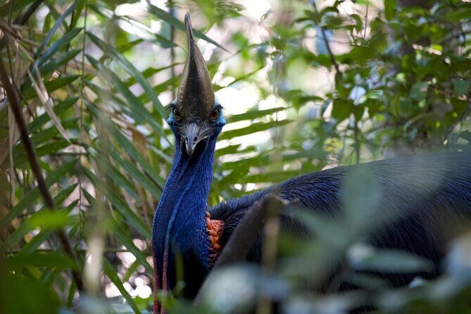 Daintree, Cape Tribulation & River Cruise from Port Douglas - What Makes This Tour Stand Out?