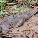 Daintree: Guided Daintree River Wildlife Cruise - Practical Aspects of the Tour