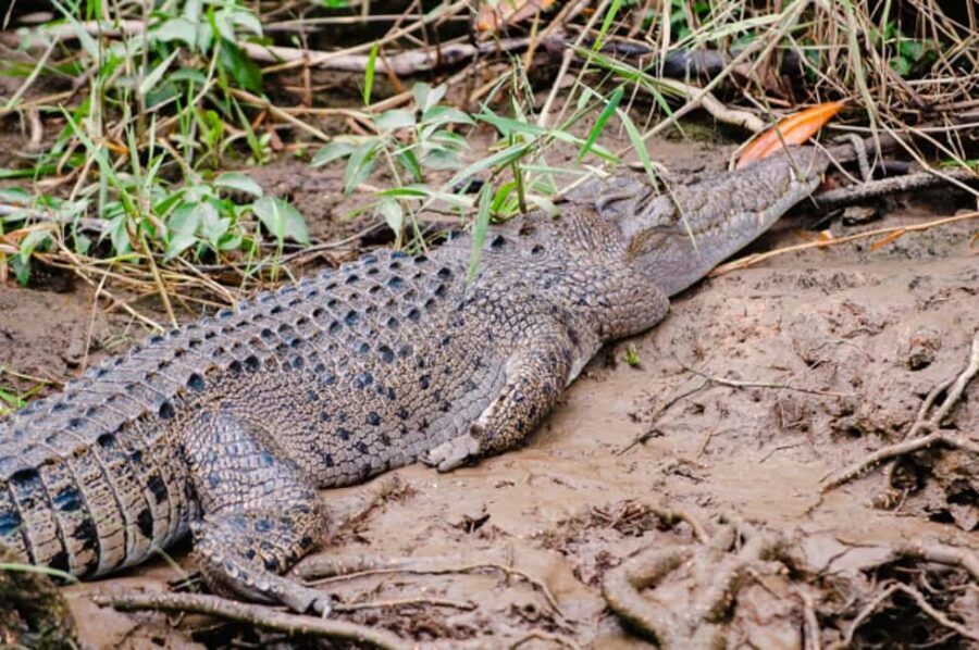 Daintree: Guided Daintree River Wildlife Cruise - Practical Aspects of the Tour
