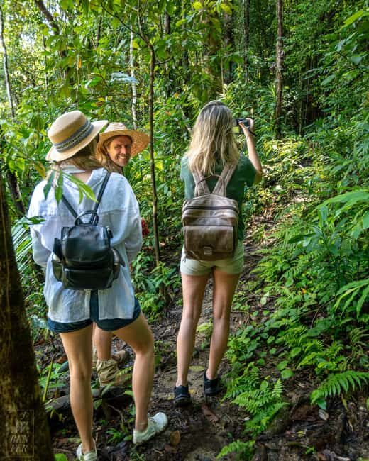 Daintree Rainforest: Magic Waterfall Walk with Lunch & Swim - Who Will Love This Tour?