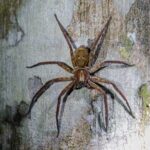 Daintree Rainforest Night Walk in Cape Tribulation - The Itinerary Breakdown