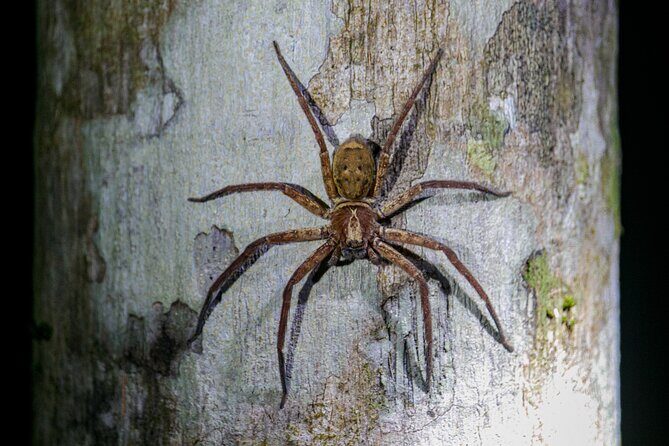 Daintree Rainforest Night Walk in Cape Tribulation - The Itinerary Breakdown