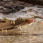 Daintree River 'Dawn' Cruise with the Daintree Boatman - Who Will Love This Experience?