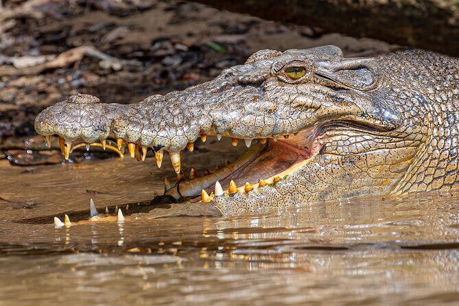 Daintree River 'Dawn' Cruise with the Daintree Boatman - Who Will Love This Experience?