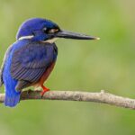 Daintree River 'Sunset' Cruise with the Daintree Boatman - Transportation, Timing, and Practical Details
