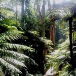 Dandenong Ranges Private Day Tour - Who Should Consider This Tour?