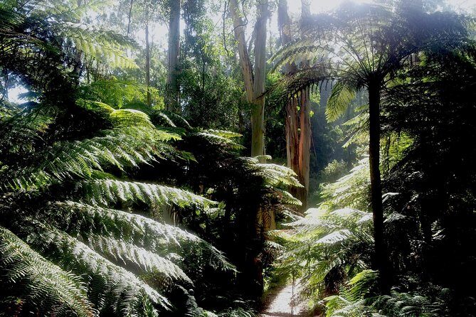 Dandenong Ranges Private Day Tour - Who Should Consider This Tour?