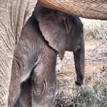 Daniell Cheetah, Addo Elephant and Giraffe Walk Safaris - Key Points
