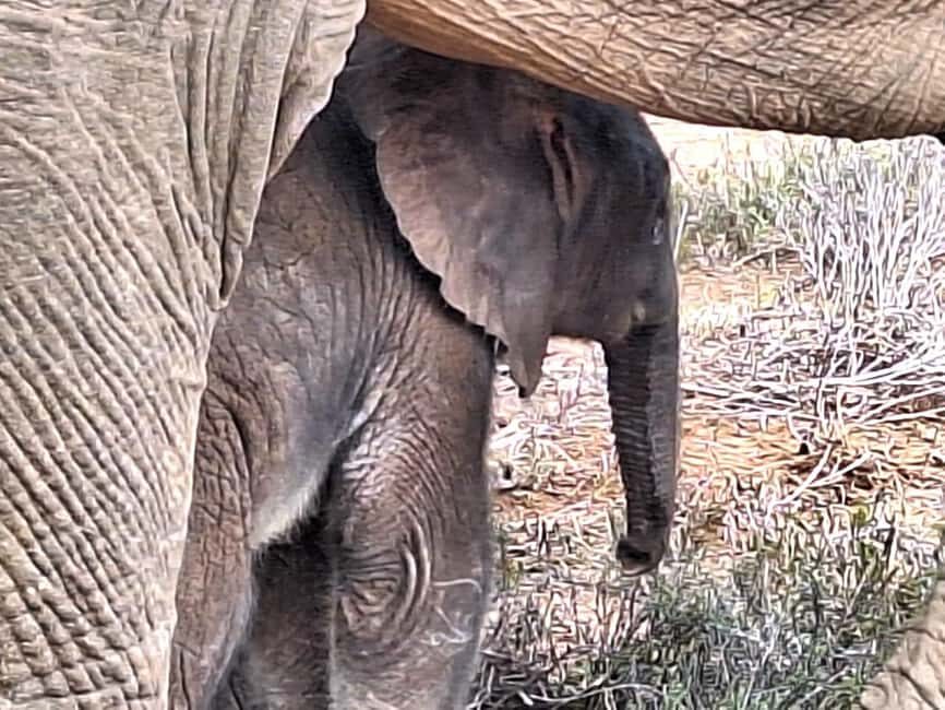 Daniell Cheetah, Addo Elephant and Giraffe Walk Safaris - Key Points