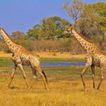 Dar es Salaam: 2-Day Mikumi National Park Camping Safari - An Honest Look at the 2-Day Mikumi Safari