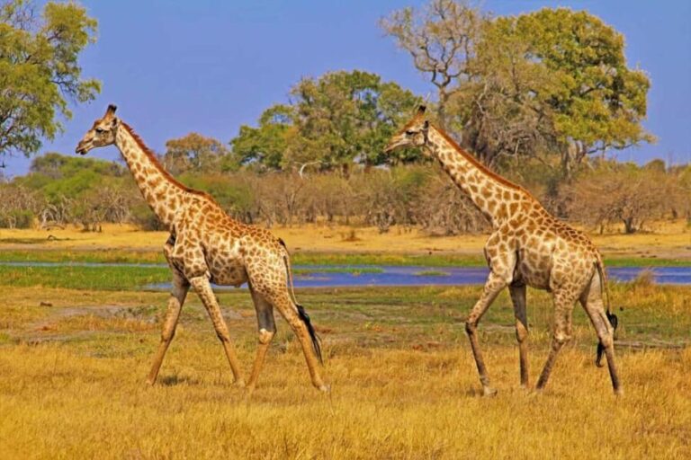 Dar es Salaam: 2-Day Mikumi National Park Camping Safari - An Honest Look at the 2-Day Mikumi Safari