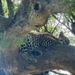 Dar es Salaam: 2-Day Mikumi Park Safari Tour by Luxury Train - The Value of This Tour