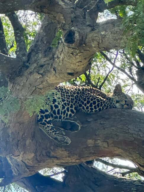 Dar es Salaam: 2-Day Mikumi Park Safari Tour by Luxury Train - The Value of This Tour