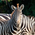 Dar es Salaam: 2-Day Nyerere National Park Safari & Boat - Transport, Comfort, and Practicalities
