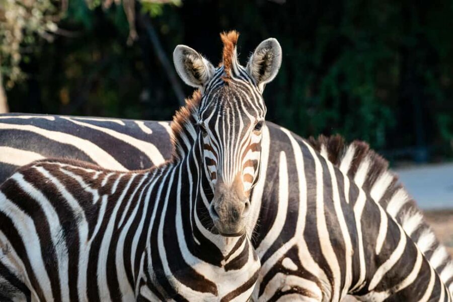 Dar es Salaam: 2-Day Nyerere National Park Safari & Boat - Transport, Comfort, and Practicalities